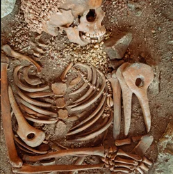 Preistoria: scheletro e corredo funerario di adolescenti, detti il giovane principe della grotta delle Arene Candide, Finale Ligure: collana di conchiglie, corno di cervo e selce. Età della pietra, Paleolitico superiore. Genova, Museo di archeologia Ligure