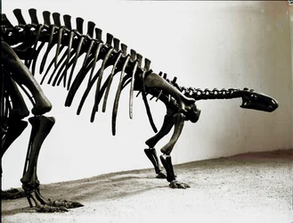 Preistoria: scheletro del dinosauro camptosauro (Camptosaurus Browni). Periodo Giurassico Superiore