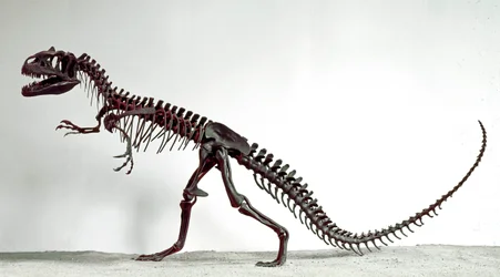 Preistoria: scheletro del dinosauro Allosaurus fragilis. Periodo del Giurassico Superiore. Museo civico di storia naturale, Milano
