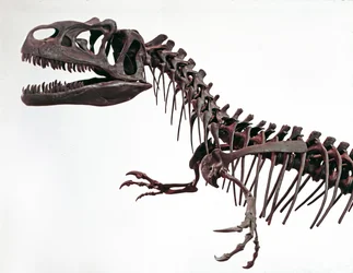Preistoria: scheletro del dinosauro Allosaurus fragilis. Periodo Giurassico Superiore. Museo civico di storia naturale, Milano