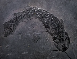 Preistoria: specie di fossile Gyroptichus, era paleozoica, periodo devoniano. Trovato in Scozia