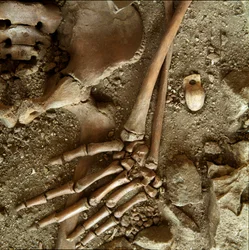 Preistoria: sepoltura di adolescente. Vista dettagliata del corredo funerario dalla grotta di Arene Candide, Liguria. Paleolitico superiore, 24000 a.C.