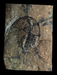 Preistoria: trilobite fossile di Olenellus (artropode). Età del Paleozoico, periodo del Cambriano. Ritrovamento in Utah, Stati Uniti