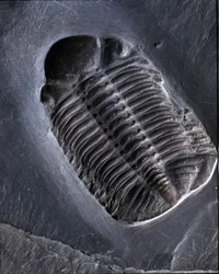 Preistoria: trilobite Phacops Rana fossile (artropode). Età del Paleozoico, periodo del Devoniano. Ritrovamento nell