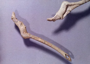 Preistoria: due propulsori detti “al cavallo saltante” realizzati in legno di renna. Periodo del Magdaleniano Medio. Saint Germain en Laye, Museo Nazionale di Archeologia