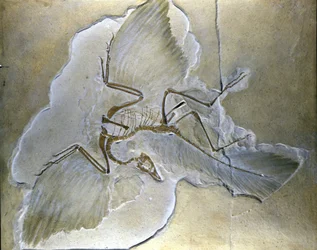 Gli uccelli primitivi erano chiamati Archaeopteryx. Fossili completi sono stati trovati in Baviera, nelle scisti del Giurassico superiore