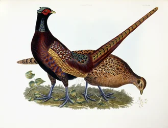 Fagiani