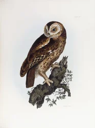 Gufo comune, 1841