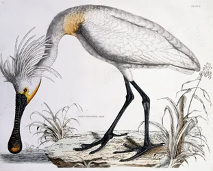 Spatola bianca, 1834