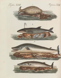 Libro illustrato per bambini, enciclopedia per bambini di Friedrich Johann Justin Bertuch, 1798-1830