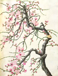 Fiori di pesco