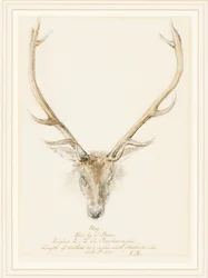 Un Cervo Abbattuto da John Brown, 1874