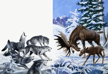 Il regno della natura: Hanno mangiato fino a morire di fame