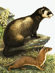 Puzzola e ermellino