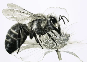 Ape operaia che raccoglie il nettare dal fiore