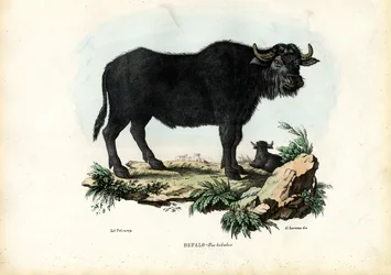 Bufalo, 1863-79