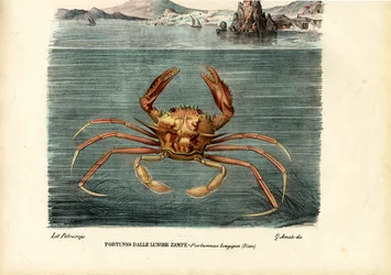 Crostacei, 1863-79