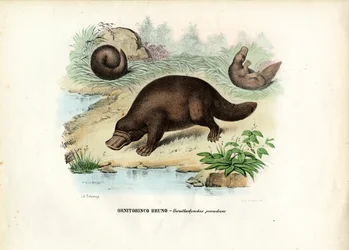 Ornitorinco, 1863-79