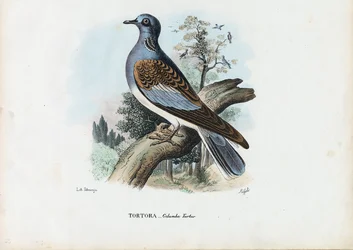 Tortora europea, 1863-79