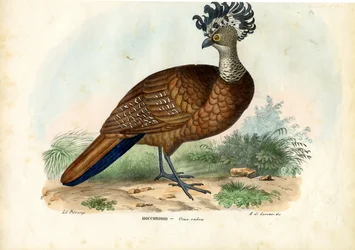 Grande Curassow, 1863-79
