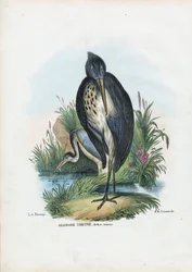 Airone cenerino
