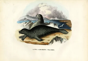 Foca del porto, 1863-79