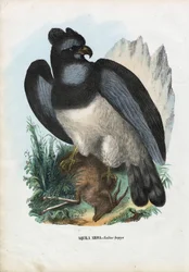 Aquila Arpia, 1863-79