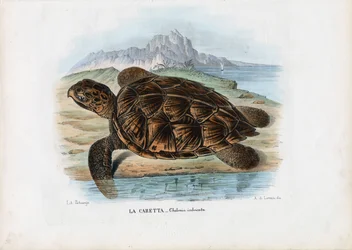 Tartaruga marina embricata, 1863-79
