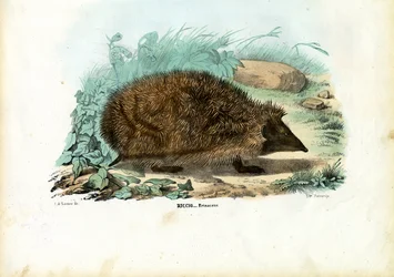 Riccio, 1863-79