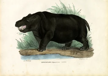 Ippopotamo, 1863-79