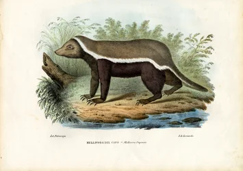 Tasso del miele, 1863-79
