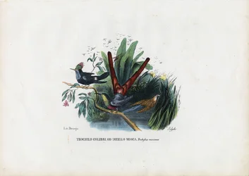 Colibrì, 1863-79