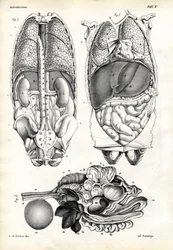 Intestini, 1863-79