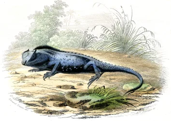 La testa biforcuta (Lyriocephalus margaritaceus) - Tavola estratta da Histoire Naturelle di Bernard Germain de Lacepede (1856-1925), edizione P.Furme, Parigi