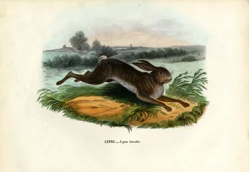 Lepre di montagna, 1863-79