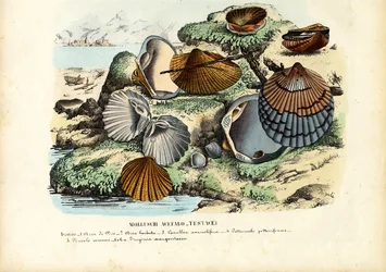 Cozze