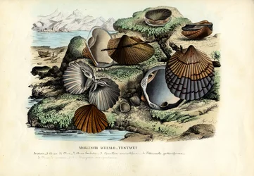 Cozze, 1863-79