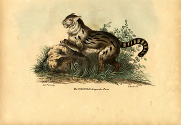Gatto delle Pampas, 1863-79