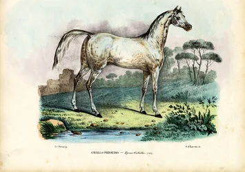 Cavallo persiano, 1863-79