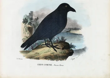 Corvo, 1863-79