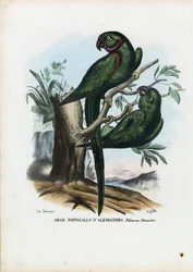 Parrocchetto dal collare, 1863-79