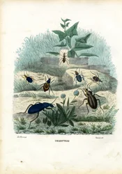 Tigri e coleotteri, 1863-79