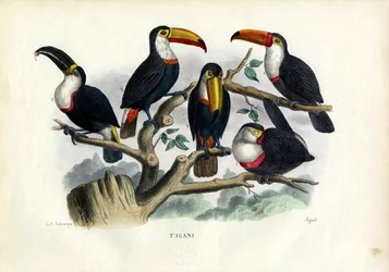 Tucani, 1863-79