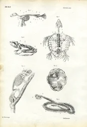 Tartaruga