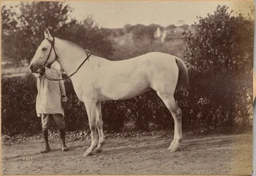Il cavallo del capitano Bailward, Jhansi (verso, a destra)