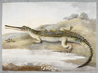 Un gaviale o coccodrillo gangetico faccia a faccia con una cavalletta, c.1820