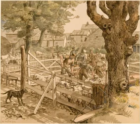 Tosatura delle pecore, Cornovaglia
