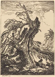 Studio di un albero
