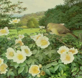 Rosa di campo e Salice di mare