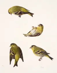 Quattro studi di un lucherino (olio su carta)